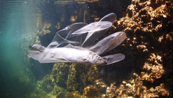 "Seguramente es perjudicial que las crías de peces ingieran partículas de plástico en la etapa crítica de los primeros días de vida", afirmó Gareth Williams. (Foto: Pixabay)