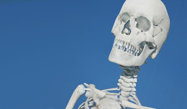 Entérate cómo activar el esqueleto humano en 3D usando Google, al mismo estilo de los animales. (Foto: Google)