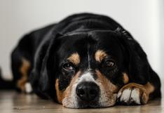 Consultorio WUF: ¿Qué hacer si mi perro está estreñido?