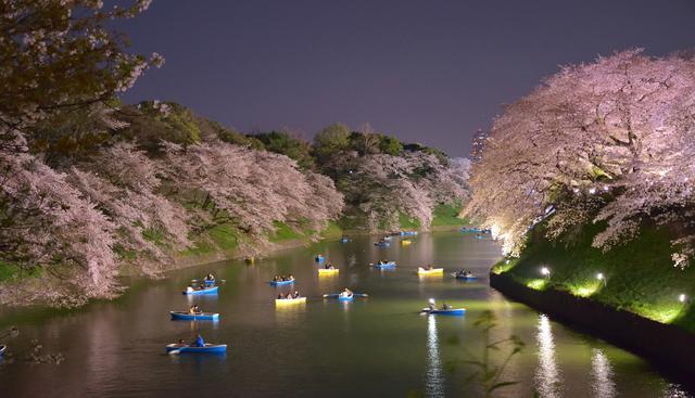 La flor sakura o de cerezo, símbolo nipón, engalana la noche.   Foto: Shutterstock