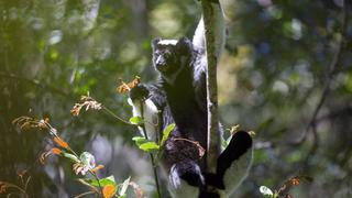 Identifican un primate en Madagascar que muestra habilidades musicales humanas