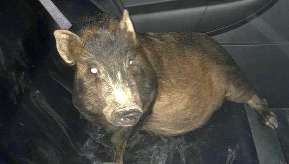 Esta es la imagen del cerdo que no dejaba de seguir al denunciante. (Facebook)