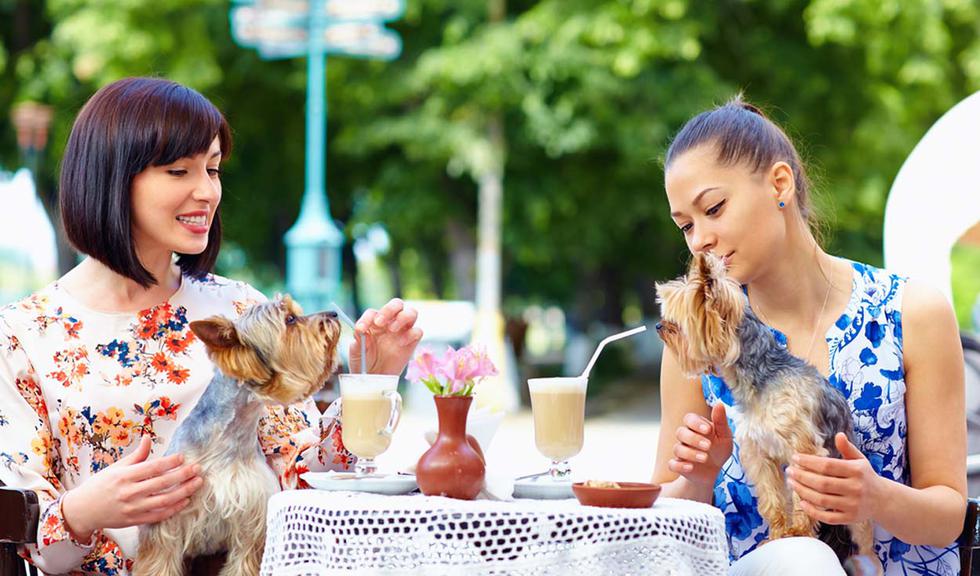 Cada vez más los restaurantes limeños son más amigables con las mascotas. Ahora, puedes ir acompañado de tu perro, mientras disfrutar de tu comida favorita. En la siguiente galería, te decimos algunos de los restaurantes y cafeterías que le dan la bienvenida a tu mascota de cuatro patas. (Foto: Shutterstock)