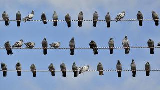 Las palomas pueden reconocer palabras