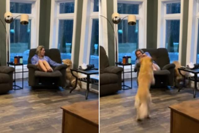 El perro quería ser el centro de atención de su dueña y saltó para lograrlo. (YouTube: ViralHog)