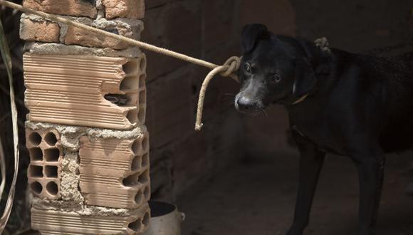 El animal estaba muerto de miedo y bastante nervioso. No tenía ni comida, ni agua, reportaron los medios. (Foto: AP)