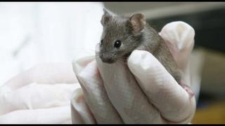 Científicos curan a ratones deprimidos con una terapia de luz