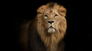 ¿Por qué los leones tienen melena? Y otras preguntas de Oxford [BBC]