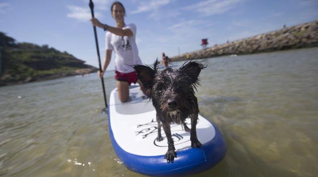 Brasil: Perros surfistas se preparan para competir  - 1