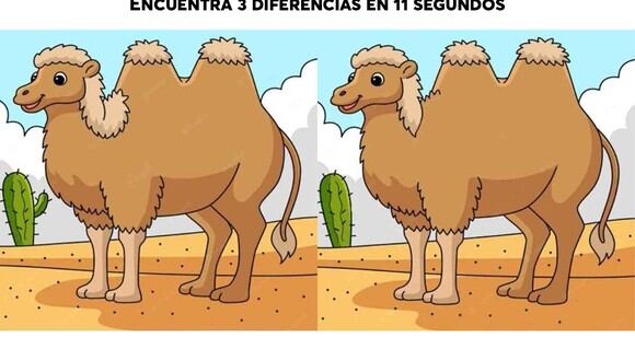 RETO VISUAL | Encuentra 3 diferencias entre los camellos en las imágenes del desierto en 11 segundos. | jagranjosh