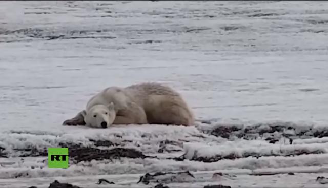 Encuentran en Kamchatka a un oso polar que recorrió 700 kilómetros en busca de comida. (YouTube / RT en Español)