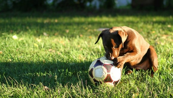 Se hizo viral en Facebook la gran habilidad de un perro para atajar penales. (Foto: Referencial/Pixabay)
