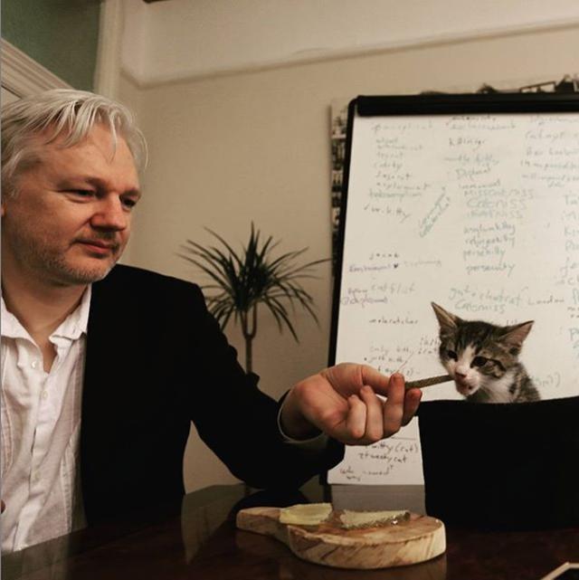 Julian Assange fue arrestado este jueves por la policía británica y desalojado de la embajada de Ecuador. (Instagram: Embassy Cat)