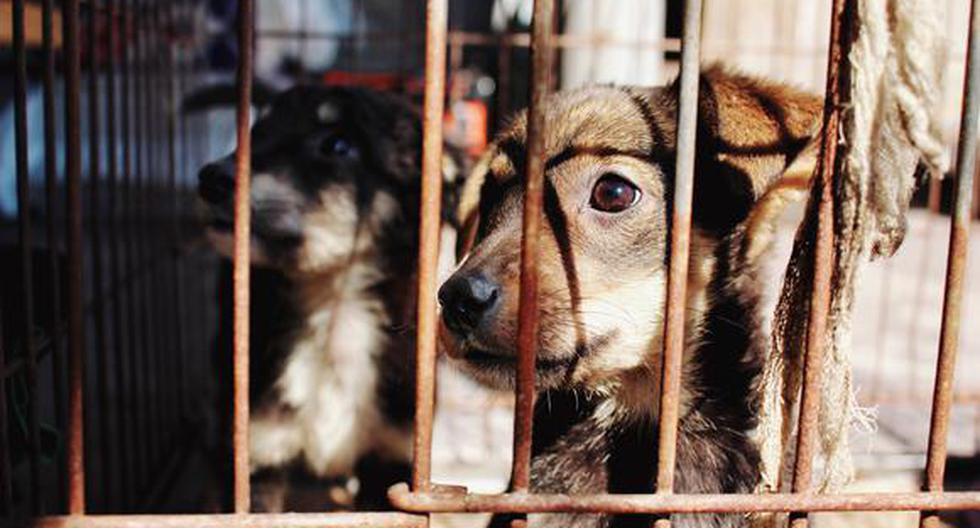Maltrato animal puede ser sancionado hasta con cinco años de cárcel en el Perú | Animales | | CORRESPONSALES-ESCOLARES | EL COMERCIO PERÚ
