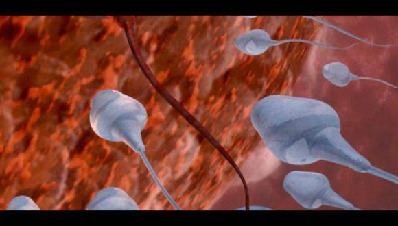 Crean espermatozoides funcionales a partir de células madre