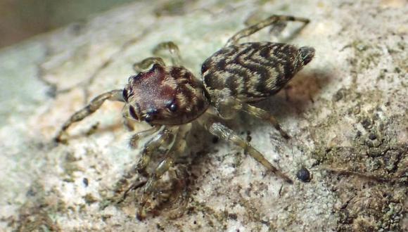 Female Guriurius minuano.