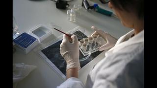 Detectan un caso de fiebre chikunguña en Nuevo Chimbote