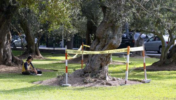 San Isidro: "El 40% de árboles de El Olivar en estado crítico"