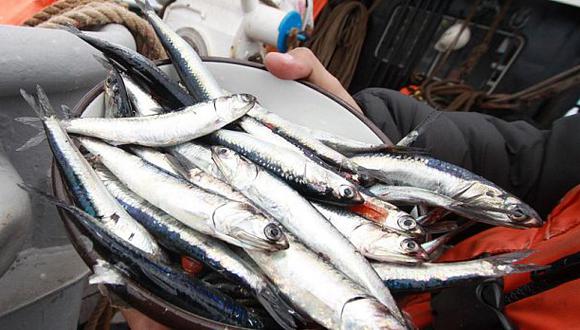 Se capturó más de 61.000 tn. de anchoveta en pesca exploratoria