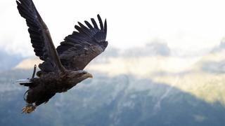 Halcones serían los nuevos ‘vigilantes’ de paneles solares en Japón