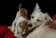 WUF: ‘Raylan’, el perro que cuida y da mucho amor a dos pequeños gatos