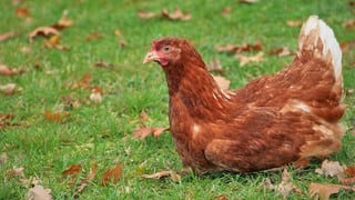 Hombre busca desesperadamente un hogar para mil gallinas que compró por error