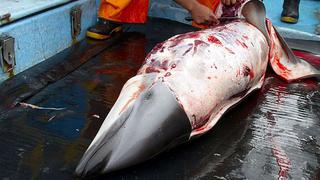 Fiscalía inició investigación de oficio por caza y matanza de delfines