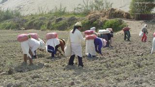 Fertilizantes: Decreto de Urgencia para reducir sus precios ya fue enviado al MEF
