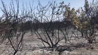 Piura: extinguen incendio forestal en distrito de Ayabaca
