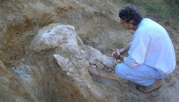 Hallan cráneo de mastodonte. (Foto: AFP)