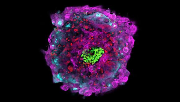 Desarrollan embriones viables de ratones sin usar óvulos