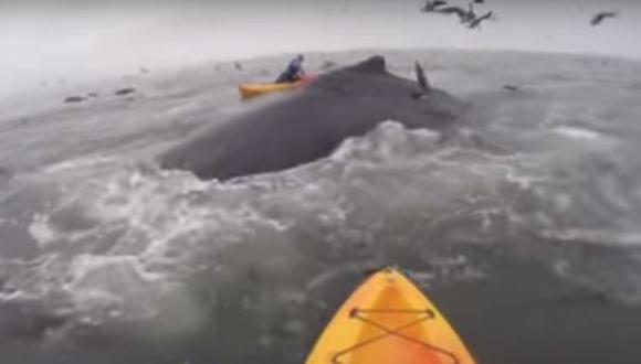 Grupo de focas, ballenas y delfines interrumpió reto de YouTube