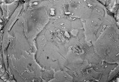 Descubren más de 140 embriones fósiles de hace 500 millones de años