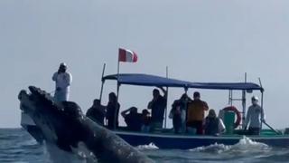 ¡Un espectáculo imperdible! Comenzó el avistamiento de ballenas en el mar de Tumbes | VIDEO 