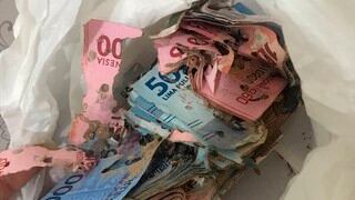 Bichos se comieron el dinero que una mujer y su nieta guardaban en el clóset