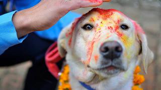 El mundo rendirá homenaje al perro