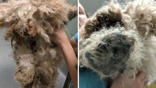 Lionheart, el tierno perro que vivió 2 años debajo de una cama y hoy cautiva con su nueva apariencia