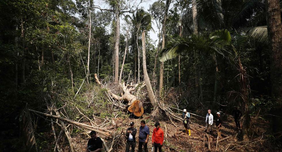 Los defensores ambientales están expuestos a constantes amenazas por defender sus territorios y los bosques amazónicos. (Foto: EFE)