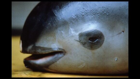 La vaquita marina es la marsopa más pequeña del mundo. (AFP)