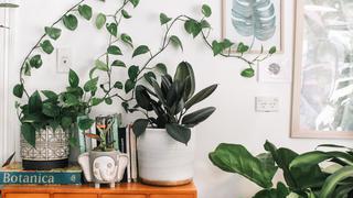 Todo lo que debes saber para tener (y mantener) plantas en casa en esta cuarentena