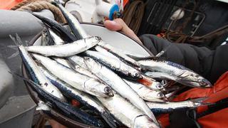 Pesca de anchoveta en 2017 sería de 5 mlls. de toneladas