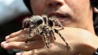 Nicaragua exporta tarántulas como mascotas