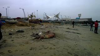 Fotos: playa es cementerio de lobos marinos y pelícanos