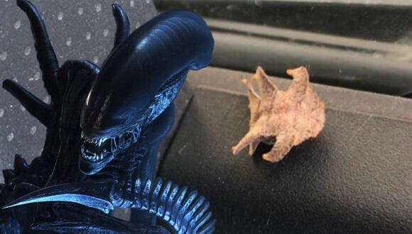 Un conductor quedó asombrado al hallar dentro de su vehículo a un insecto que parecía sacado de la película 'Alien'. (Foto: Pen News en YouTube)