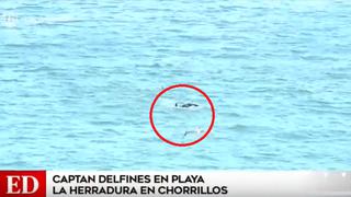 Coronavirus en Perú: avistan delfines en playa de la Costa Verde durante cuarentena | VIDEO