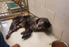 El triste caso de Sanford, el perro que busca hogar tras ser víctima de graves maltratos y hasta una herida de bala  