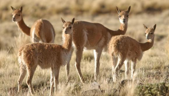 Ayacucho: hallan más de 100 vicuñas muertas en San Pedro