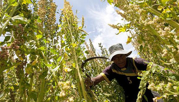 Minagri se ratifica y afirma que el Perú es líder en quinua