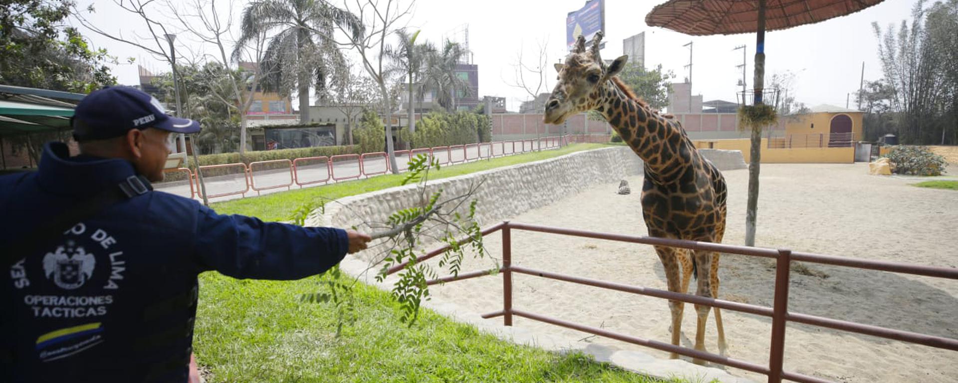 La nueva sede del Parque de las Leyendas en Huachipa abre sus puertas al público: 1.100 animales podrán ser vistos