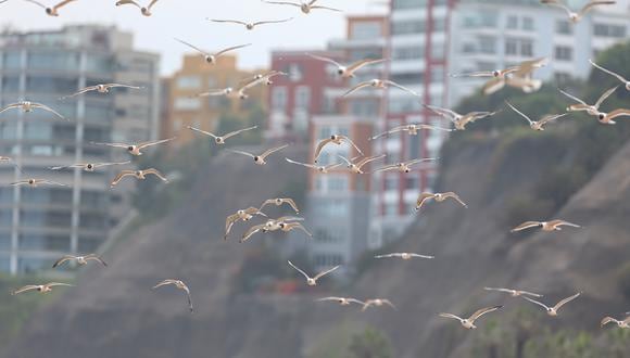 Esta cuarentena también nos está demostrando que debemos mantener la limpieza del medio ambiente, cuando volvamos a nuestras actividades ordinarias. (Hugo Curotto /GEC)